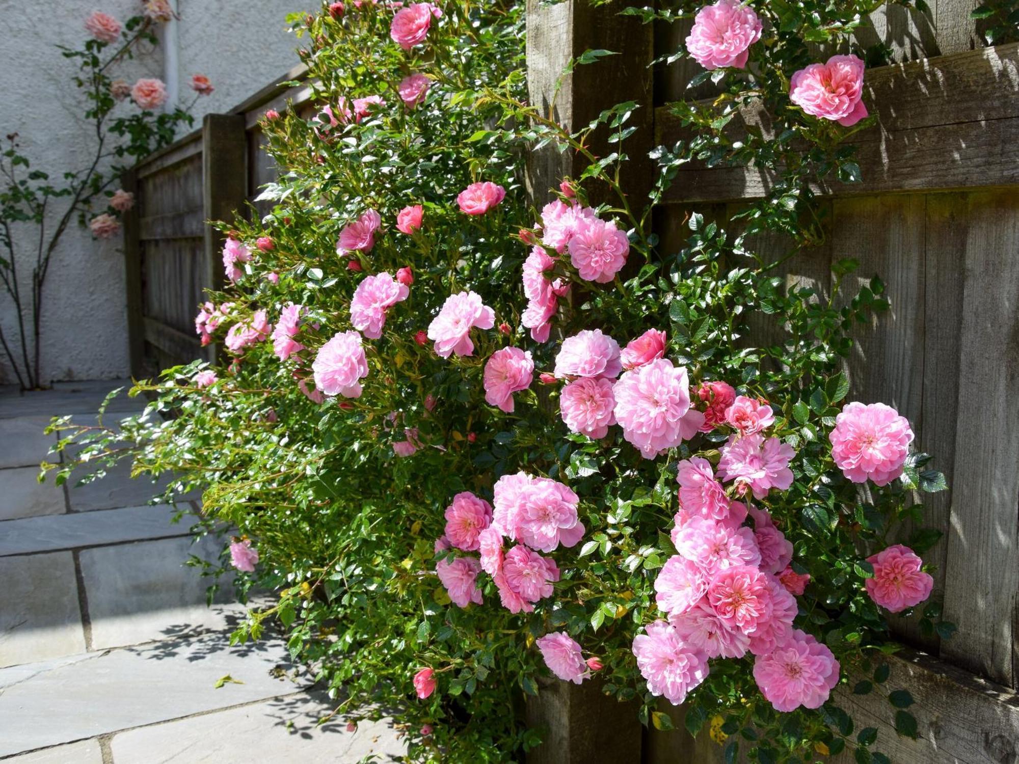 Sweet Briar - 8234 Villa Bridport Kültér fotó